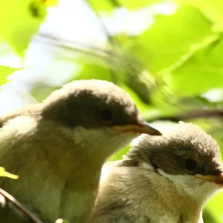 Bialy Privat bolig Stegna (Pomerania)