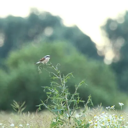 منزل للإقامة Bialy *