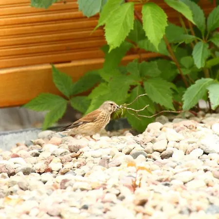 Bialy * Stegna (Pomerania)