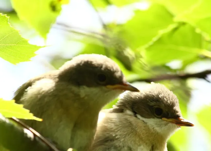 Bialy Accommodatie bij particulieren Stegna (Pomerania)
