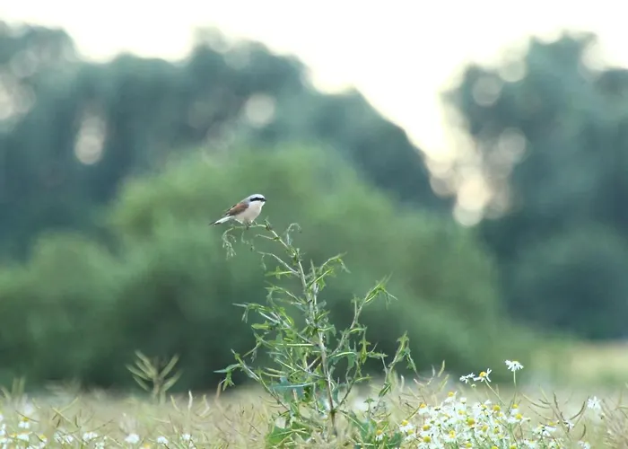 Accommodatie bij particulieren Bialy *