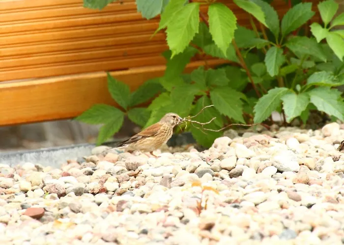 Bialy * Stegna (Pomerania)